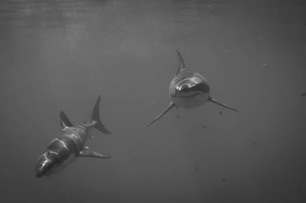 Grandes Tubarões Brancos Isla Guadalupe — Fotografia de Stock