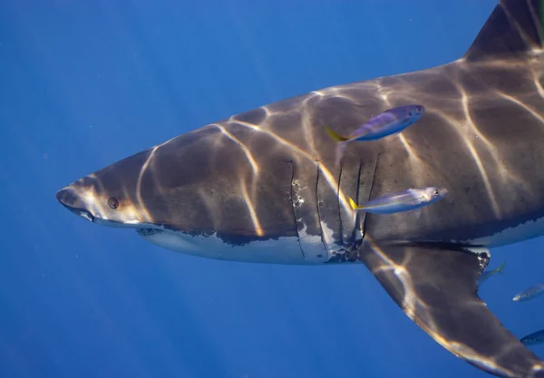 Great White Sharks Isla Guadalupe — Zdjęcie stockowe