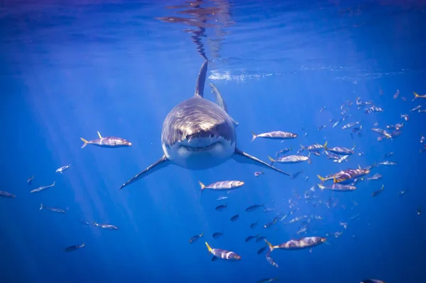Grandes Tubarões Brancos Isla Guadalupe — Fotografia de Stock