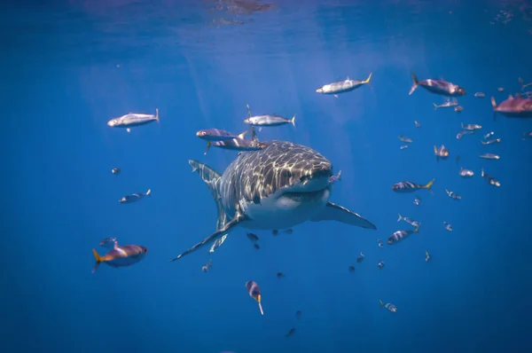 Great White Sharks Isla Guadalupe — Zdjęcie stockowe