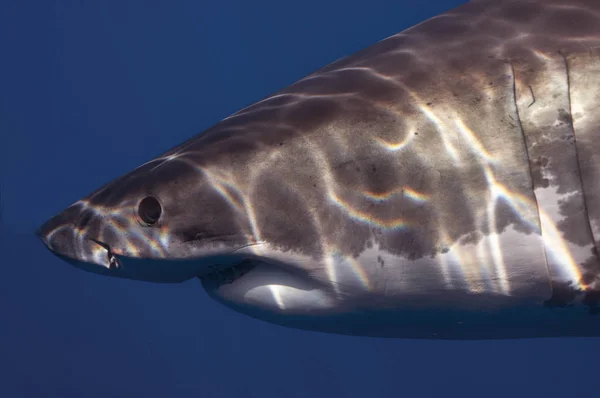 Büyük Beyaz Köpekbalıkları Isla Guadalupe — Stok fotoğraf