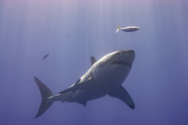 Büyük beyaz köpekbalıkları Guadalupe