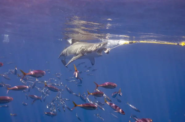 Großer Weißer Hai Von Guadalupe — Stockfoto