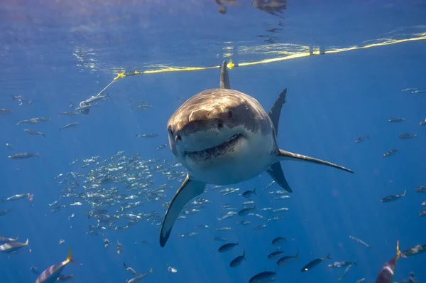 Great White Shark Guadalupe — Stock Photo, Image