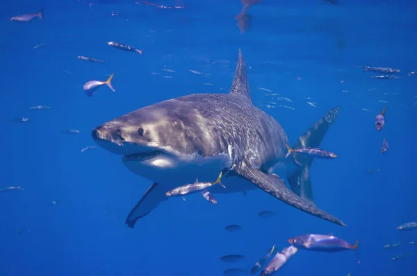 Grandes Tubarões Brancos Guadalupe — Fotografia de Stock