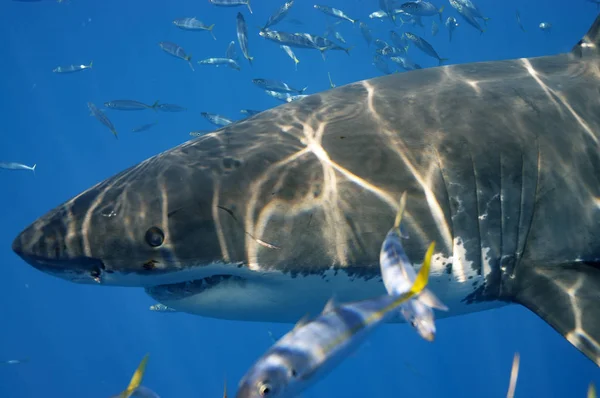 Great White Hajar Guadalupe — Stockfoto