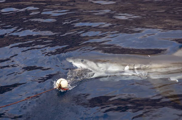 Grande Tubarão Branco Águas Mexicanas — Fotografia de Stock