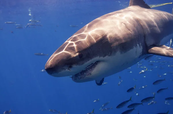 Velký Bílý Žralok Mexika — Stock fotografie