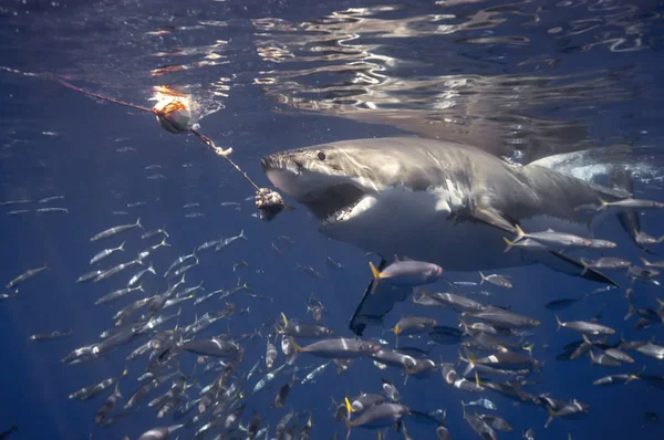 Great White Shark Mexico — Stock Photo, Image