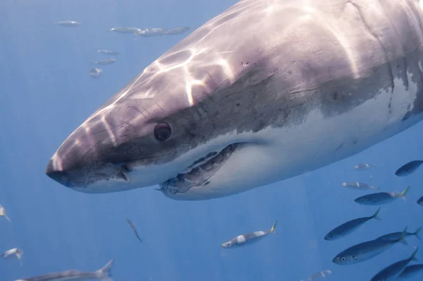 Grande Tubarão Branco Ilha Guadalupe — Fotografia de Stock