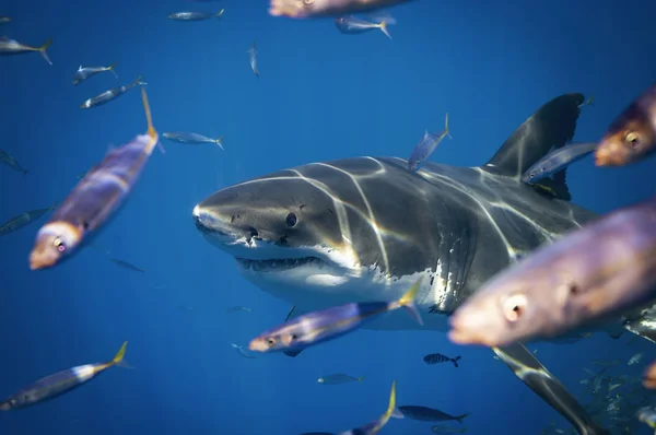 Grande Tubarão Branco Ilha Guadalupe — Fotografia de Stock