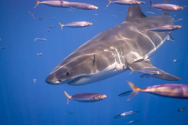 Grande Tubarão Branco Ilha Guadalupe — Fotografia de Stock