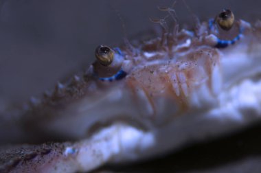 Yüzme yengeç yakın çekim