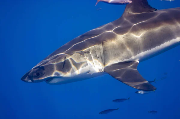 Grande Squalo Bianco Dell Isola Guadalupe — Foto Stock