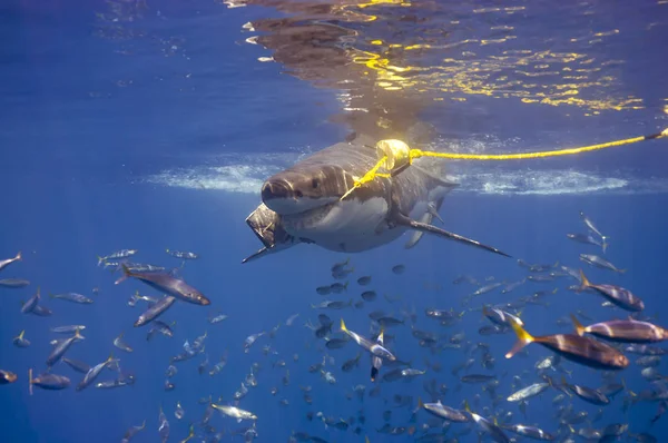 Gran Tiburón Blanco Robando Algo Cebo — Foto de Stock