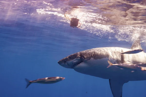 Great White Displaying Wounds Possibly Another White Shark Trying Establish — Stock Photo, Image