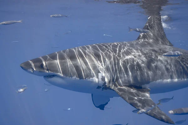 Great White Shark Hunt Prey — Stock Photo, Image