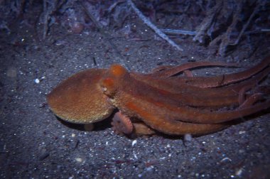 Bir büyük beyaz köpekbalığı sırt yüzgeci