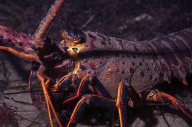 Bir büyük beyaz köpekbalığı sırt yüzgeci