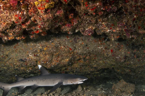 White Tipped Reef Shark — Stock Photo, Image