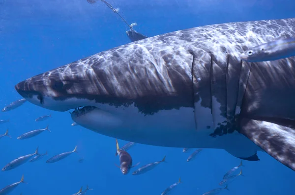 Great White Shark Dorsal Fin — Stock Photo, Image