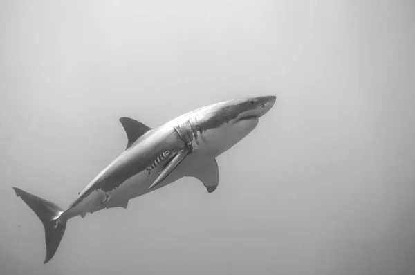 Una Gran Aleta Dorsal Tiburón Blanco — Foto de Stock