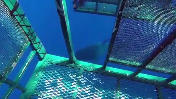 Büyük Beyaz Köpekbalığı Ile Dalış Kafes — Stok video