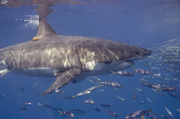 Grande Tubarão Branco Nadando Através Uma Escola Peixes Isca — Fotografia de Stock