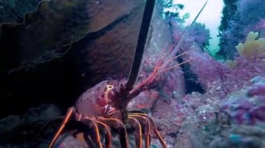 Dikenli bir ıstakoz yosunların arkasına sığınıyor.