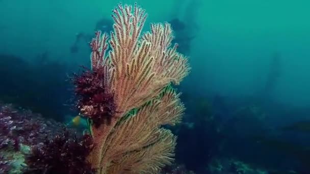 Coral Gorgoniano Bosque Algas California — Vídeo de stock