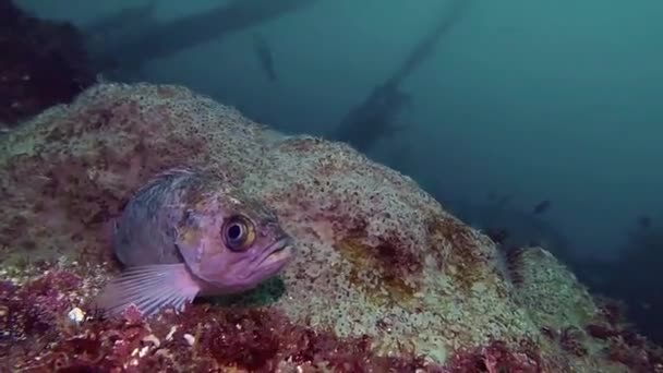 Ein Gelber Felsenfisch Sitzt Auf Einem Schwamm — Stockvideo