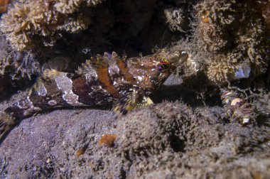 yırtıcılardan saklanmış boyalı bir Greenling