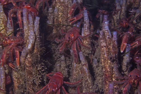 Tüp solucanlar bir yatakta oturan pelajik yengeçler