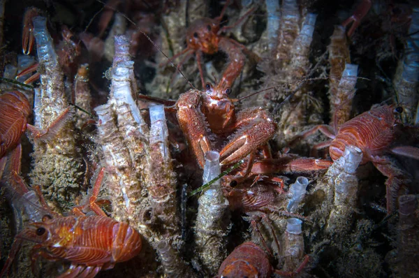 Tüp solucanlar bir yatakta oturan pelajik yengeçler