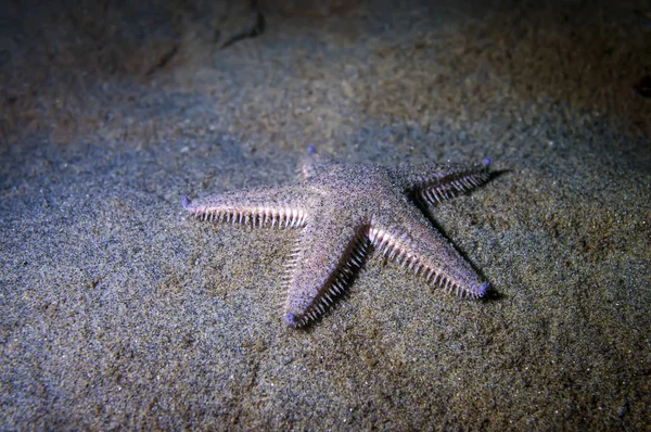 Arena Sea Star Fondo Del Océano — Foto de Stock