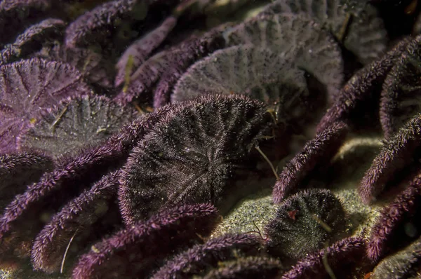 Sand dollar colony on the ocean floor