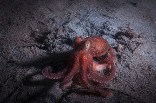 A baby octopus on the sandy sea floor