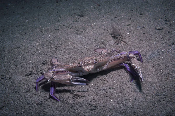 Crabe Nageur Xantus Fait Une Pause Fond Océan — Photo