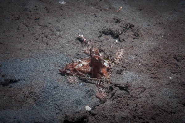 Baby Octopus Sandy Sea Floor — Stock Photo, Image