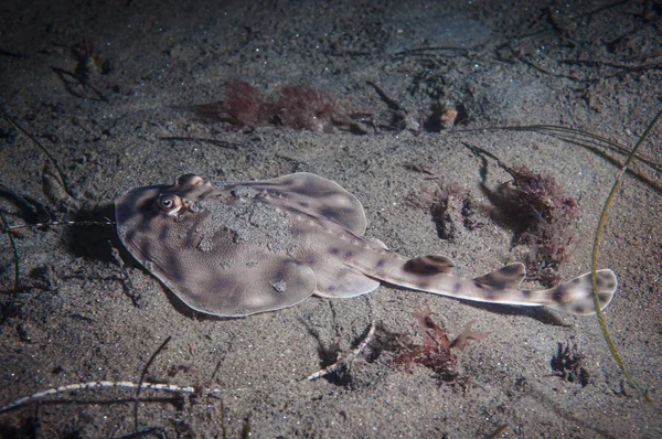 沙底的幼鱼带条纹 — 图库照片
