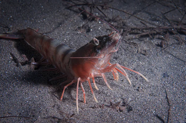 Une Crevette Sur Fond Sable — Photo