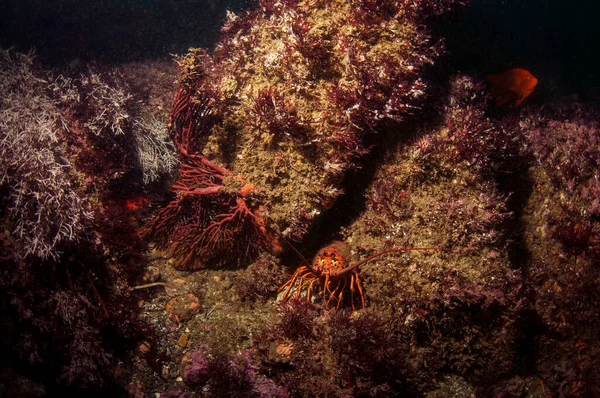 Una Langosta Garibaldi Que Buscan Refugio Arrecife Rocoso —  Fotos de Stock