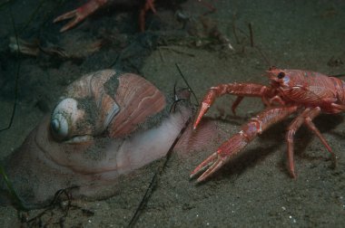 Bir Lewis Moon Salyangozu ve ton balığı yengeci