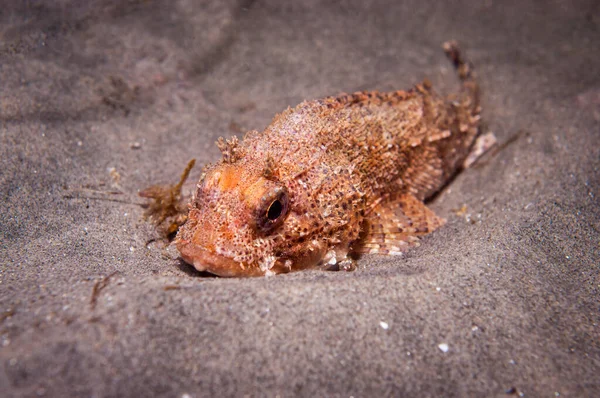 Ein Kalifornischer Skorpionfisch Auf Sandigem Grund — Stockfoto