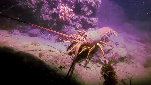 Spiny Lobster Searching Home — Stock Video