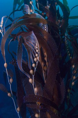 Mavi sularda bir yosun ormanı