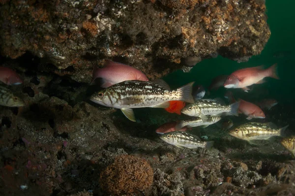 Szkoła Calico Bass — Zdjęcie stockowe