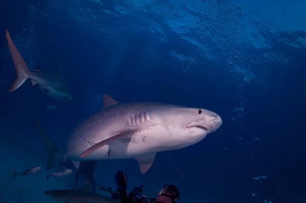 Tubarão Tigre Água Azul — Fotografia de Stock