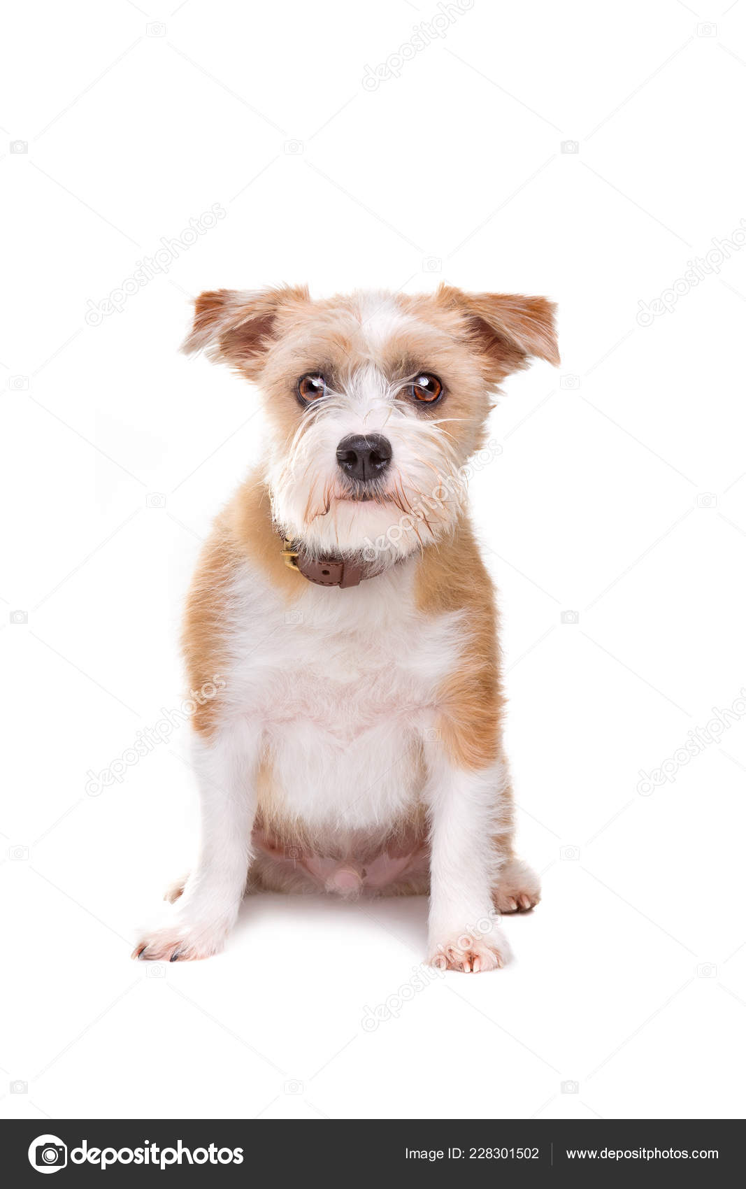 Little mutt dog — Stock Photo © eriklam #228301502