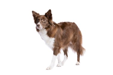 sınır collie köpek